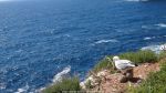 Nom du fichier=sardaigne_f_027.jpg
Taille du fichier=283Ko
Dimensions : 1024x576
Ajouté le : 04 Janvier 2013 sardaigne_f_027.jpg